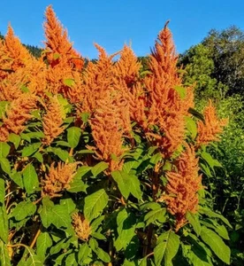 5000+ Seeds Elephant Head Amaranth - Unique Ornamental & Edible Seed Variety - Picture 1 of 3