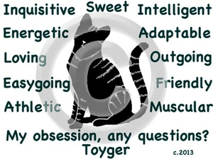 Toyger Cat My Obsession, noch Fragen? T-Shirt Größe und Farbe wählbar  - Bild 1 von 10