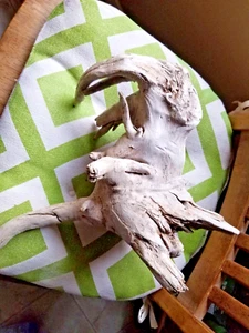 Natural Driftwood For Decoration ~ Crafts ~ Taxidermy ~More - Picture 1 of 5