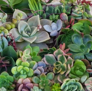 TLC SUCCULENT Cuttings: 25 Pack Various Echeveria Grapto Pachy Collectors Mix - Picture 1 of 7