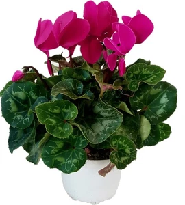 Ciclamino Fucsia in Vaso | Pianta Ornamentale da Interno ed Esterno - Picture 1 of 1
