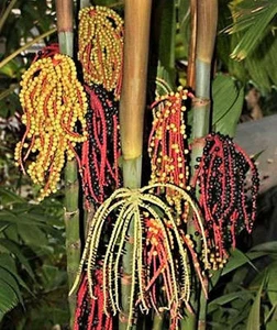 Pinanga coronata, Ivory Cane Palm - Picture 1 of 30