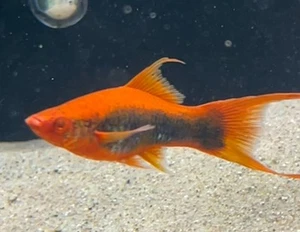 (very Rare) “Select Grade” XL Hamburg Veil-tail Platy M/F Pair - Picture 1 of 2
