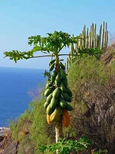 Carica papaya 2 semillas originales envío a todo el mundo - Imagen 1 de 3