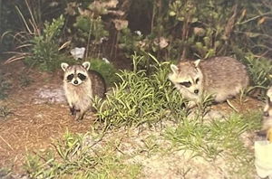 Vintage Foto Dia Waschbären werden gefüttert Tiere 35 mm  - Bild 1 von 2