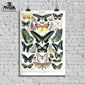 POSTER farfalle papillon butterfly tavola insetto lepidottero falena crisalide 2 - Foto 1 di 1