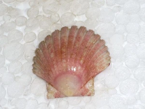 PECTEN JACOBAEUS DARK PINK - Picture 1 of 2