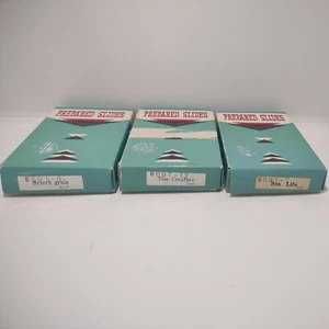 3 VORBEREITETE PLÄTTCHENPACKUNGEN MIKROORGANISMEN WISSENSCHAFT BIOLOGIE SCHULE - Bild 1 von 12