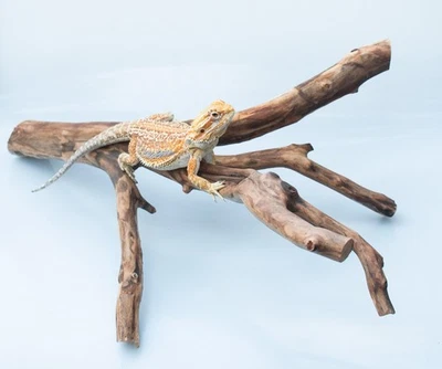 Manzanita Wood Branch for Frogs, Birds, Reptiles, Aquarium Decoration, 21x16 in - Image 1 of 3