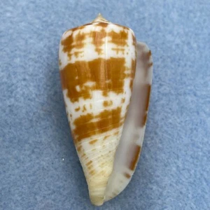 #2 Conus adenensis 46.5mm F++ South China Sea, Trawled 35fms - Picture 1 of 3