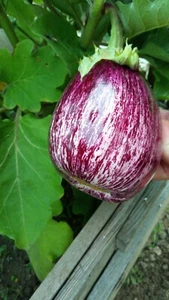  10 BERENJENAS LISTA DE GANDIA SEMILLAS BICOLOR VERDURAS semillas tomates - Imagen 1 de 5