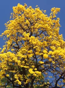Semillas de Lapacho amarillo ( Handroanthus )- Guayacan - flores preciosas - Imagen 1 de 1