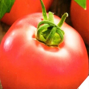 Tomatensamen Tomaten Ozarowski Himbeere Rosa Frühe Sorte 200 Samen Nr.6 - Bild 1 von 2