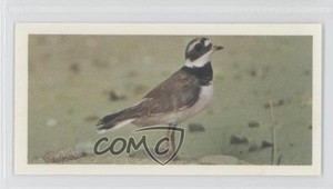 1976 Carreras Craven Black Cat British Birds Tobacco Ringed Plover #38 1i3
