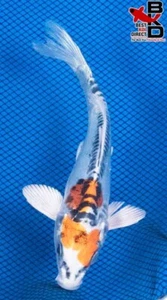 6" DOITSU KUJAKU Live Koi Fish Garden Pond 4/13 - Picture 1 of 4