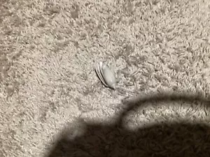 150$ shell - Picture 1 of 1