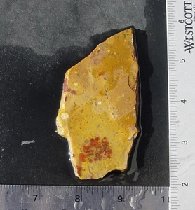 Gold and Red Chalcedony from Wyoming  Lapidary Slab             T1034 - Picture 1 of 11