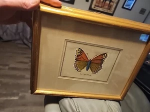 Vintage Le P Machaon and Le P Apollon Butterfly Print in Frame 12.5” X 10.5” - Picture 1 of 5