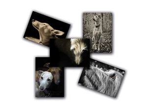 5 pack lurcher greyhound whippet sighthound scruffy greeting cards birthday art - Picture 1 of 6