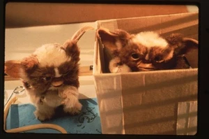 Gremlins Cute Fuzzy Gizmo & Mogwai Original 35mm Transparency Stamped 1984 - Picture 1 of 1