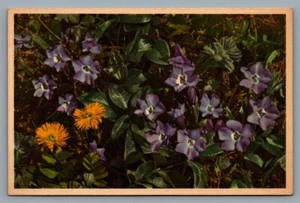 Cartolina fiori Thor E Gyger pervinca vinca #464 Coltsfoot Tussilago Farfara - Foto 1 di 2