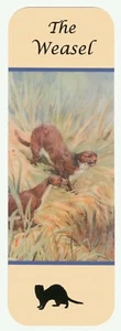 THE WEASEL BEAUTIFUL WILDLIFE BOOKMARK SAME IMAGE BOTH SIDES GREAT GIFT - Picture 1 of 1