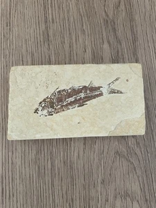 Fossiler Fisch auf Kalkstein Matrix - Green River Formation Style 4x2" Display - Bild 1 von 4