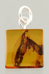 HUGE Fossil MOTH Lepidoptera Genuine BALTIC AMBER Silver Pendant 250910-11 - Picture 1 of 7