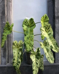 BS1695PT Philodendron Paraiso Verde Greenplants camuflaje número de semillas 4 - Imagen 1 de 1
