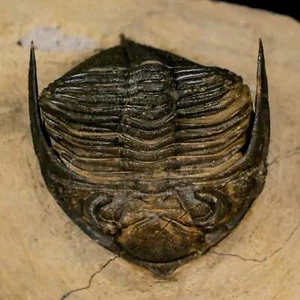 2,6" Zlichovaspis Rugosa Trilobite fossile Marocco età Devoniana 400 milioni anni - Foto 1 di 11