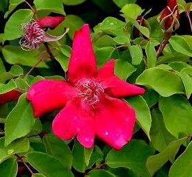 MONJARDINEXTRAORDINAIRE Rosa chinensis 'Sanguinea' / Rosier de Chine rouge / Godet