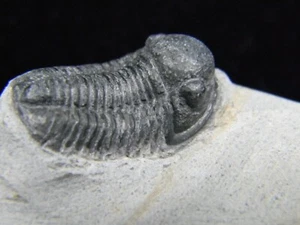 Proetus Trilobite Fossil Morocco 75.12 grams - Picture 1 of 10
