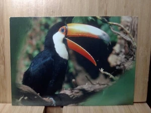 San Diego Zoo🏆TOUCAN 1993 Cardz  #50 Trading Card🏆FREE POST - Picture 1 of 2