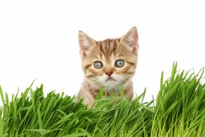 Organic Cat Grass Seeds Approx 3500 Seeds From Germany Sweet Grass Resealable - Image 1 of 3