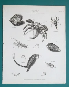 CRUSTACEA Marine Life Shrimp Crab Amphiposa - 1810 A. REES Antique Print - Picture 1 of 1