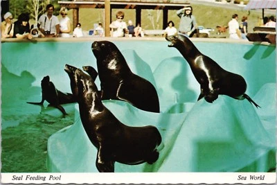Tarjeta postal vintage sin usar Seal Feeding Pool Sea World San Diego CA Foto 1 de 2