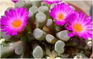 Frithia Window Perfect Gift, Collector's Item, Unique,Easy Care, RARE Succulent - Picture 1 of 6