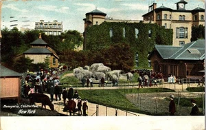 Vintage New York NY Postcard Central Park Menagerie Zoo 1906 ~ See Cancel  - Picture 1 of 3