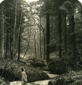 Deutschland Sächsische Schweiz Wehlener Grund altes Stereoview Foto NPG 1900 - Bild 1 von 3