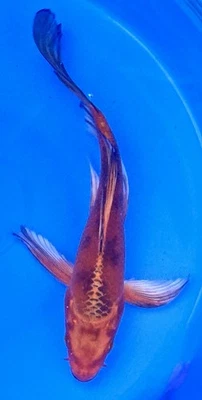 "Pez koi vivo mariposa Hi Utsuri de 6-8"" #152" Foto 1 de 2