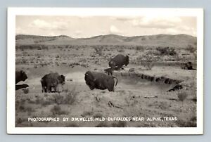 Photographed By D.W. Wells Wild Buffaloes near alpine Texas postcard RPPC