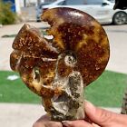 341G Rare! Natural Tentacle Ammonite Fossilspecimen Shell Healing Madagascar