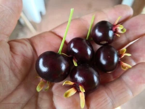 2 GRAMICHAMA SEEDLINGS, Eugenia brasiliensis (sub) tropical cherry PLANTS x 2 - Picture 1 of 12