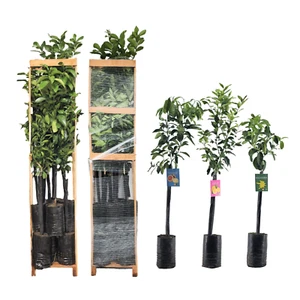 N°9 Piante di agrumi in fitocella - Citrus mix - H150/170cm con pedana in legno - Foto 1 di 6