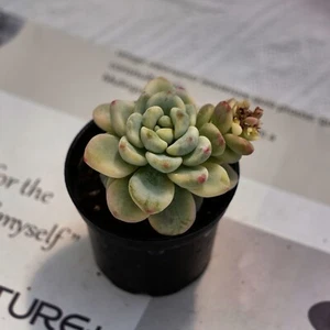 2" Sedum Clavatum Variegated, lebende Sukkulenten Pflanzen, seltene Pflanzen - Bild 1 von 9