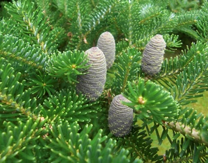 Zwerg-Koreatanne Abies koreana 'Nana' Pflanze 15-20cm Korea-Tanne Tanne Rarität - Bild 1 von 2