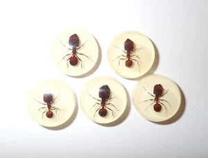 Insect Cabochon Big-head Ant Round 19 mm on Amber white Bottom 5 Pieces Lot - Picture 1 of 12