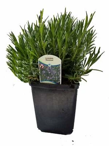 Lavender Angustifolia Munstead - 2.5QT Size Pot - Picture 1 of 1