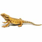 CollectA Bearded Dragon Lizard Toy Figure - Authentic Hand Painted Model