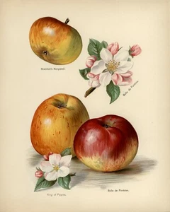 New May Rivers The Fruit Growers Guide Poster OR Canvas Size A4 to A1 - Picture 1 of 3